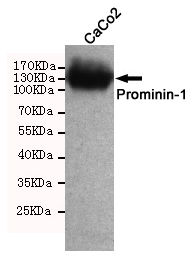 Prominin-1 Mouse mAb
