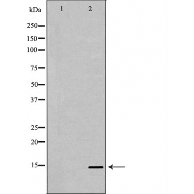 PHPT1 Antibody