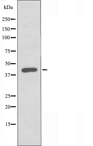 KCNK15 Antibody