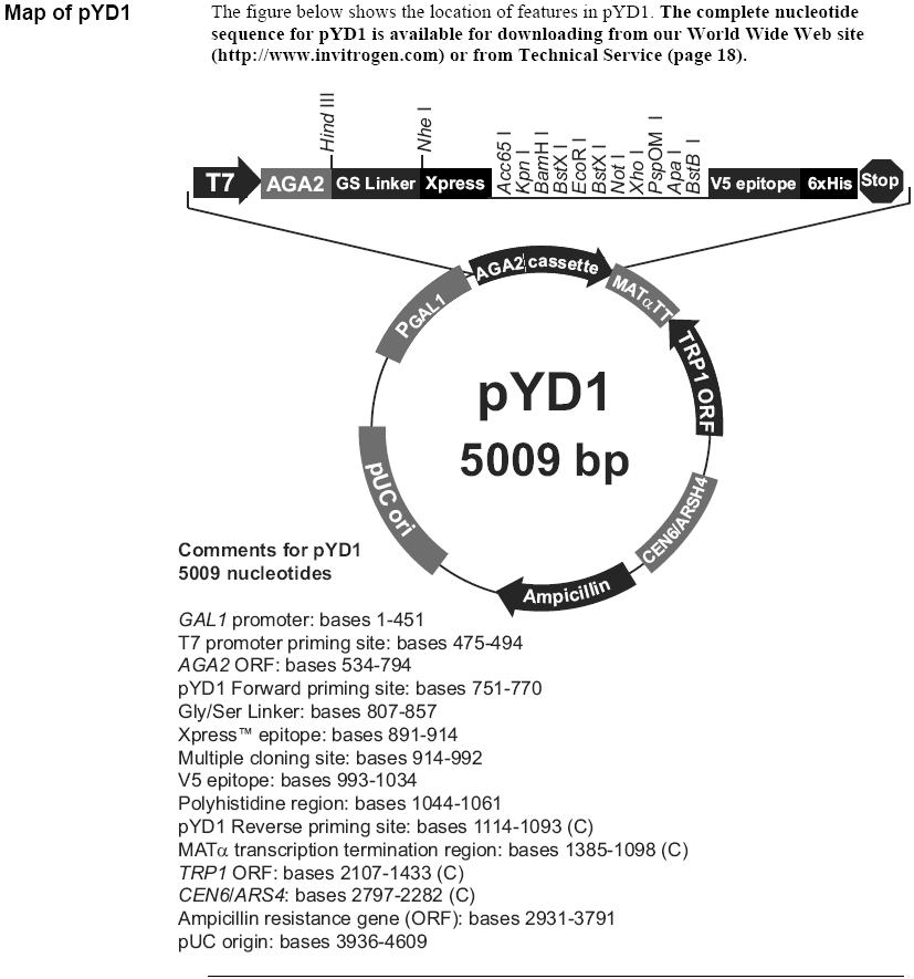 pYD1载体图谱