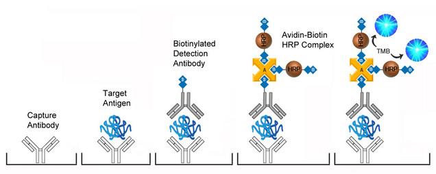 Sandwich ELISA Platform Overview