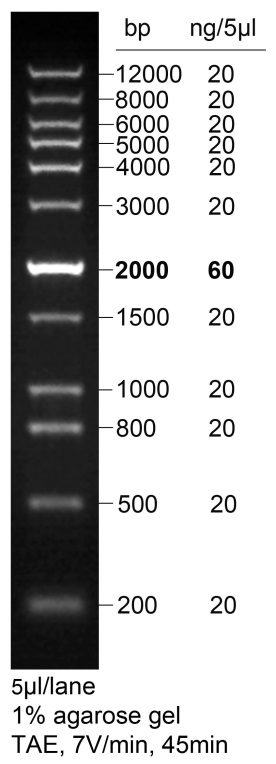 DNA Ladder(200bp-12kb)(12条带)(D