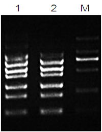 多重PCR扩增试剂盒