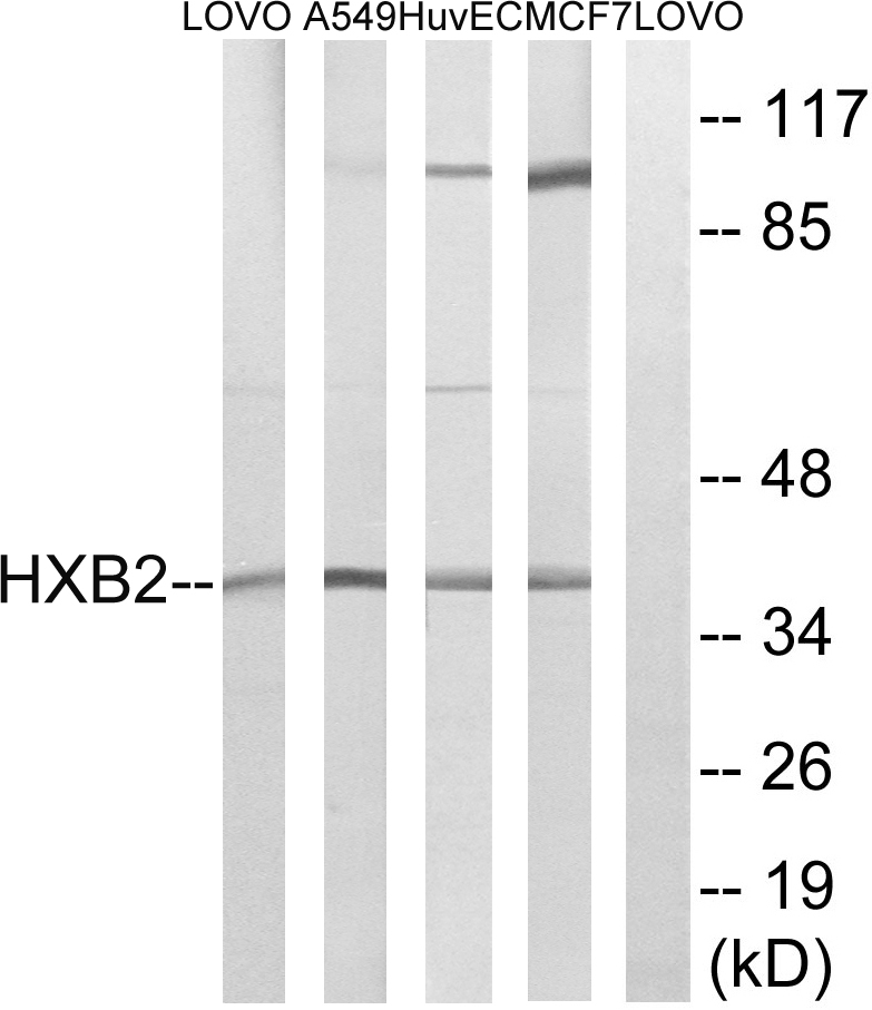 HOXB2 Antibody