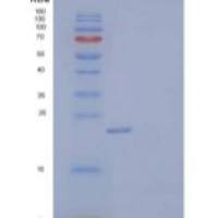 人高迁移率族框蛋白3(HMGB3)重组蛋白C-6His