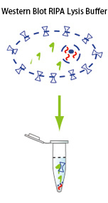 RIPA裂解缓冲液(Western Blot)
