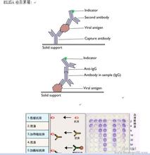 人可溶性淀粉酶前体蛋白α(sAPPα)ELISA试剂盒免费待
