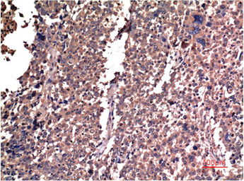 Cyclin B1 antibody [5C1]