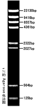 1522381884529336.png 图片1.png