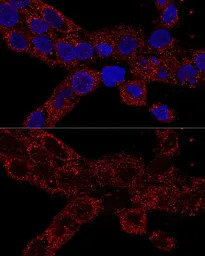 RPL21 antibody