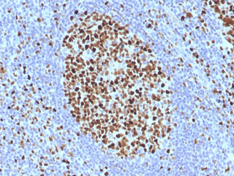 MCM7 antibody [SPM379]