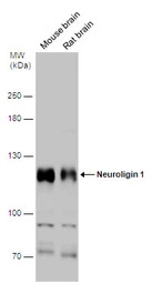 Neuroligin 1 antibody