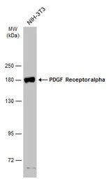 PDGF Receptor alpha antibody