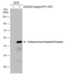 Yellow Fever virus NS1 Protein
