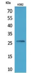 FGF16 antibody