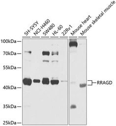 RRAGD antibody