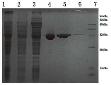 His标签蛋白纯化柱