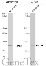 JAK3 antibody