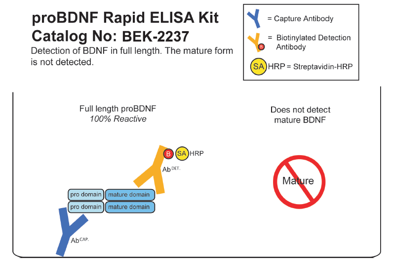 proBDNF-detected.png