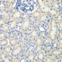 NAT13 antibody