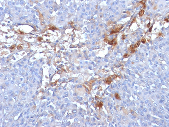 CD146 antibody [MUC18/1130]