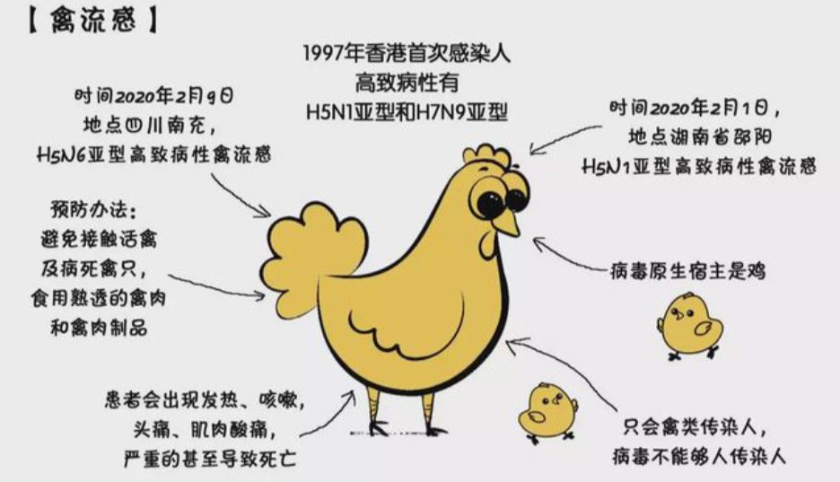 禽流感疫情流行情况、发病机制和预防措施