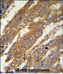 PAN3 antibody