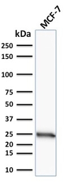Bcl-2 antibody [SPM117]