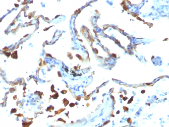 Milk Fat Globule 1 antibody [M