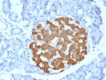 Insulin antibody [IRDN/794]