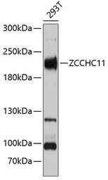 ZCCHC11 antibody