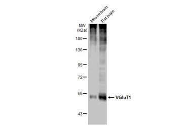 VGluT1 antibody
