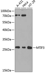 MTIF3 antibody