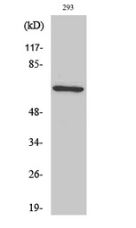 TAF6L antibody