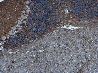 Neurofascin antibody