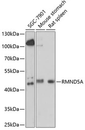 RMND5A antibody