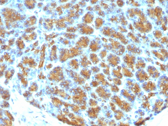 Milk Fat Globule 1 antibody [M