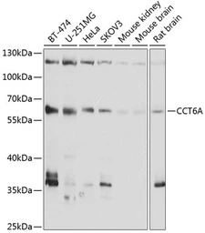 TCP1 zeta antibody