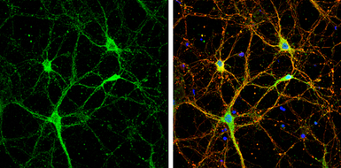 Neuroligin 1 antibody