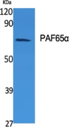 TAF6L antibody