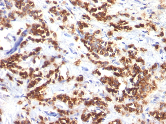 Milk Fat Globule 1 antibody [M
