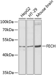 Ferrochelatase antibody