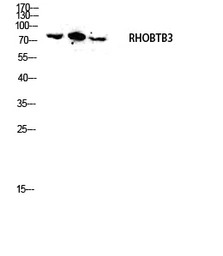 RHOBTB3 antibody