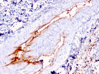 VWF antibody [VWF/1767]