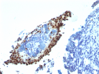 p21 Cip1 antibody [HJ21]