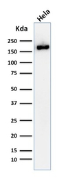 PODXL antibody [2A4]