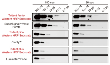 Trident pico Western HRP Subst
