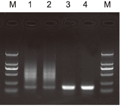 2×PCR Master Mix（含Taq酶，buffer，