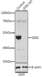 GDI2 antibody