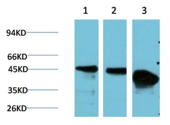 GSK3 beta antibody [4D2]